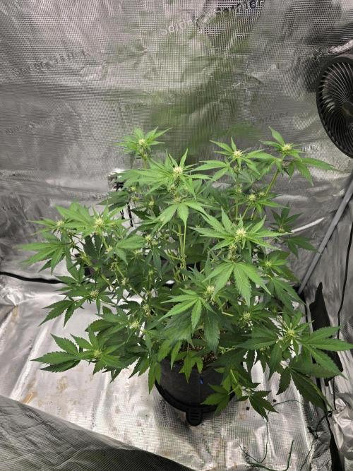 Banana Purple Punch auto. Week 6 - Banana Purple Punch 