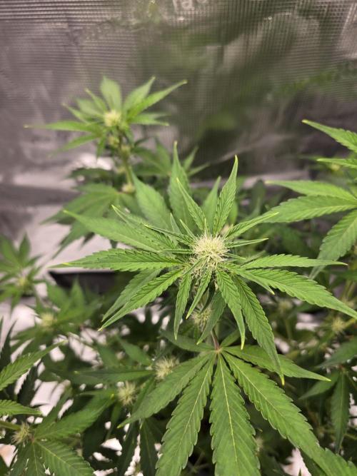 Banana Purple Punch auto. Week 6 - Banana Purple Punch 