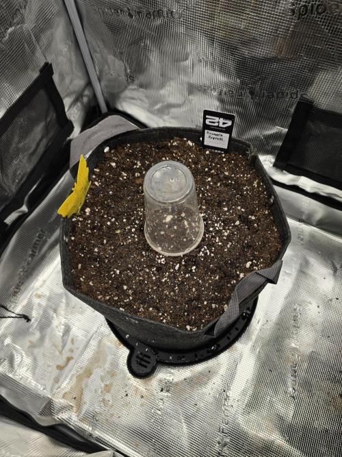Pineapple Express Auto. Week 0 - In the soil she goes