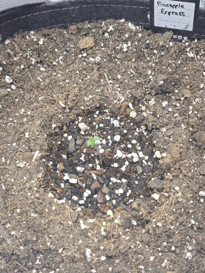 Pineapple Express Auto. Week 1 - Success.   