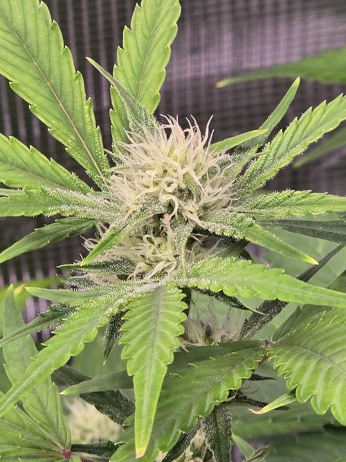 Banana Purple Punch auto. Week 7 - She's starting to show trichomes 