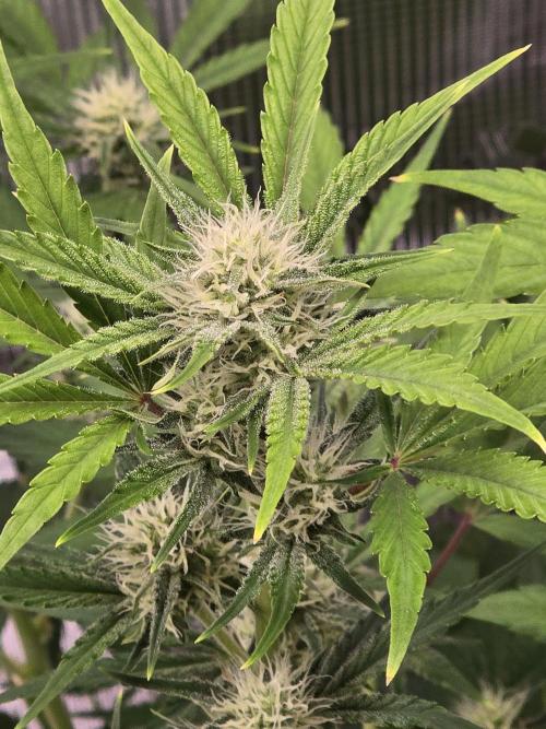 Banana Purple Punch auto. Week 7 - Banana Purple Punch 