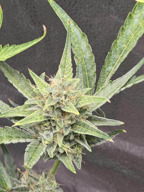 Gorilla Cookies + Frostbanger Autos. Week 9 - Gorilla cookies 