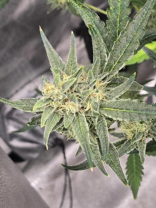 Gorilla Cookies + Frostbanger Autos. Week 9 - Gorilla cookies 