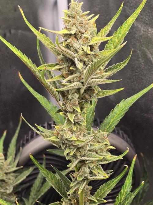 Gorilla Cookies + Frostbanger Autos. Week 9 - Gorilla cookies 