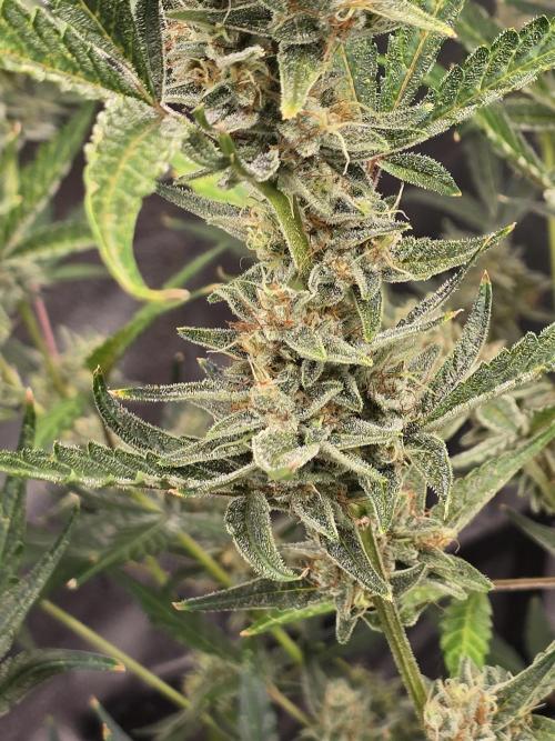 Gorilla Cookies + Frostbanger Autos. Week 9 - Gorilla cookies 