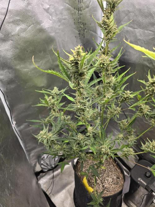 Gorilla Cookies + Frostbanger Autos. Week 9 - Gorilla cookies 