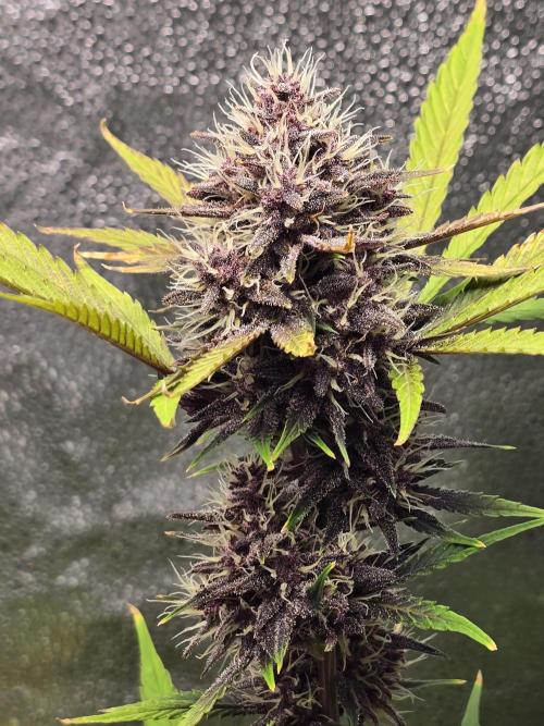 Gorilla Cookies + Frostbanger Autos. Week 9 - Frostbanger 