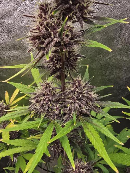 Gorilla Cookies + Frostbanger Autos. Week 9 - Frostbanger 