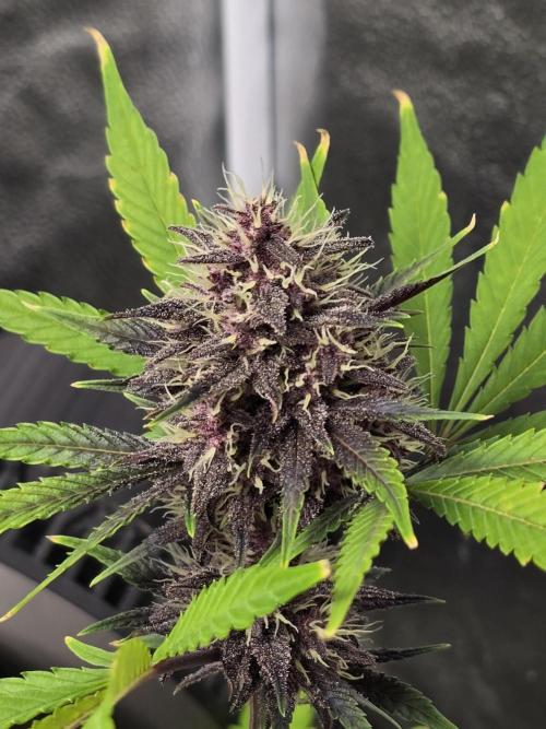 Gorilla Cookies + Frostbanger Autos. Week 9 - Frostbanger 