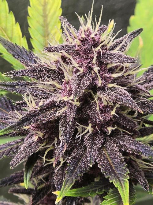 Gorilla Cookies + Frostbanger Autos. Week 9 - Frostbanger 