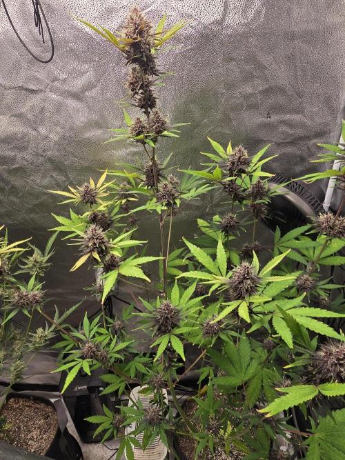 Gorilla Cookies + Frostbanger Autos. Week 9 - Frostbanger 