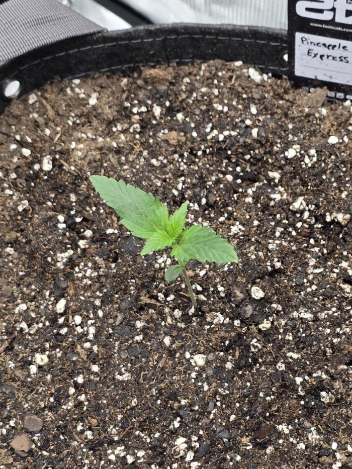 Pineapple Express Auto. Week 2 - So far so good