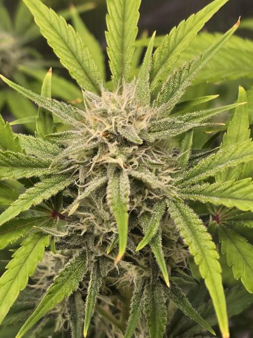 Banana Purple Punch auto. Week 8 - Trichomes really coming in now