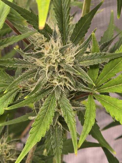 Banana Purple Punch auto. Week 8 - A lower bud