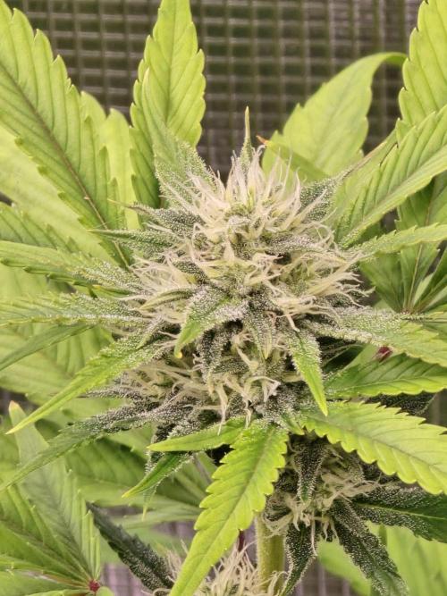 Banana Purple Punch auto. Week 8 - Banana Purple Punch 