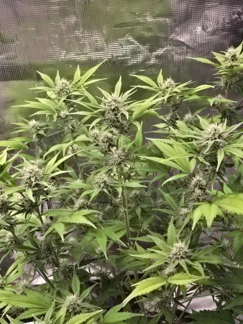 Banana Purple Punch auto. Week 8 - Banana Purple Punch 