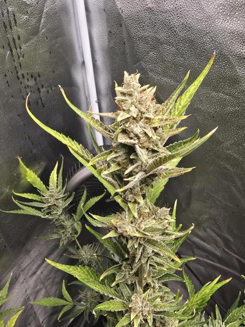 Gorilla Cookies + Frostbanger Autos. Week 10 - Gorilla cookies.  She is almost ready 
