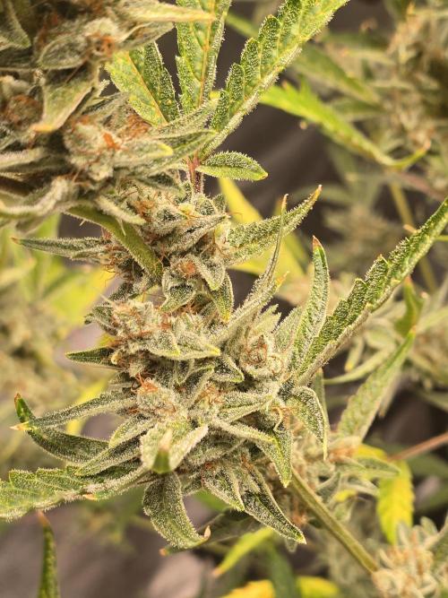 Gorilla Cookies + Frostbanger Autos. Week 10 - Gorilla cookies 