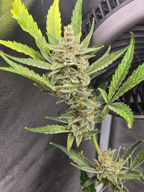 Gorilla Cookies + Frostbanger Autos. Week 10 - Gorilla cookies 