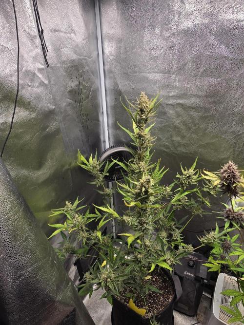Gorilla Cookies + Frostbanger Autos. Week 10 - Gorilla cookies 