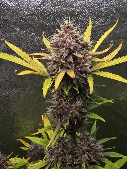 Gorilla Cookies + Frostbanger Autos. Week 10 - Frostbanger.  Putting on alot of weight 