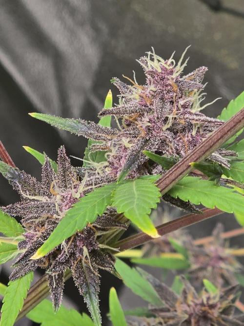 Gorilla Cookies + Frostbanger Autos. Week 10 - Frostbanger 