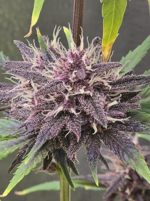 Gorilla Cookies + Frostbanger Autos. Week 10 - Frostbanger 