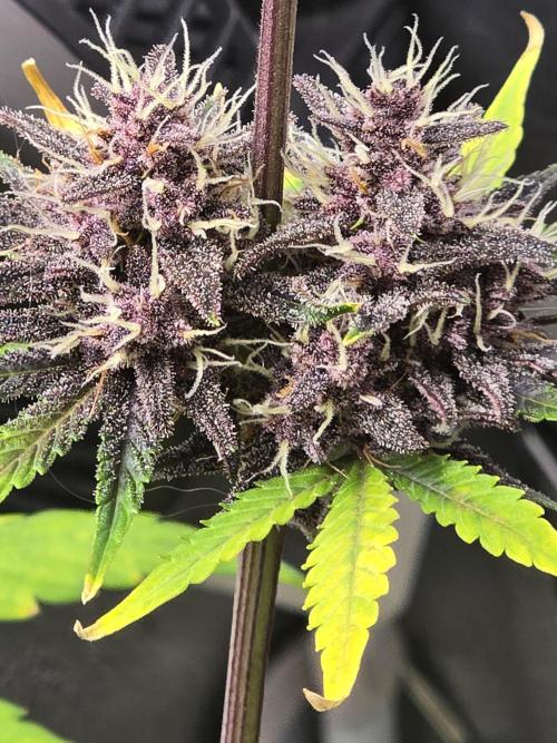 Gorilla Cookies + Frostbanger Autos. Week 10 - Frostbanger 