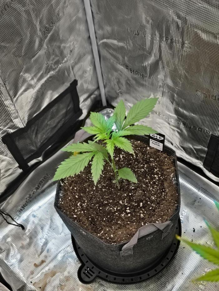 Pineapple Express Auto. Week 3 - She still going well no issues 