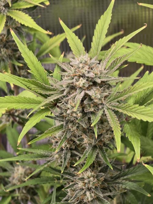 Banana Purple Punch auto. Week 9 - Shes frosting up nice 