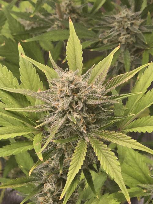 Banana Purple Punch auto. Week 9 - Banana Purple Punch 