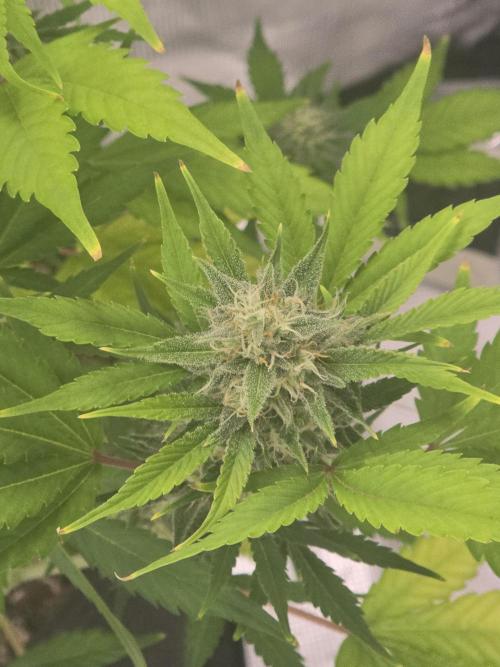 Banana Purple Punch auto. Week 9 - Lower bud