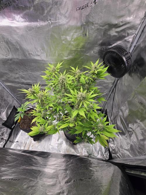 Banana Purple Punch auto. Week 9 - Fading out now