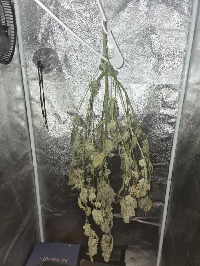 Gorilla Cookies + Frostbanger Autos. Week 11