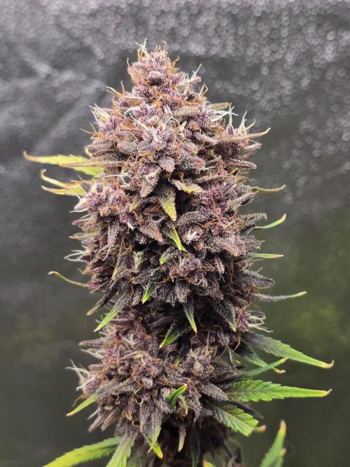 Gorilla Cookies + Frostbanger Autos. Week 11 - Almost finished 