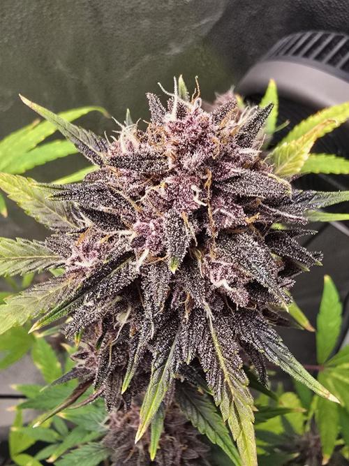 Gorilla Cookies + Frostbanger Autos. Week 11 - Frostbanger 