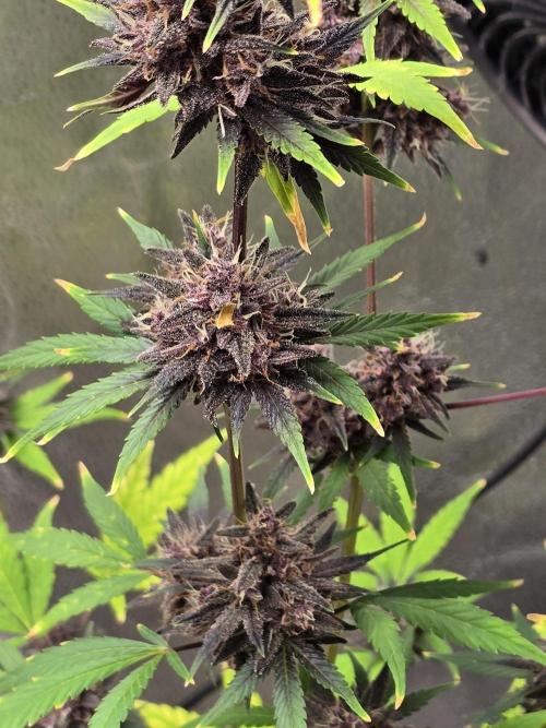 Gorilla Cookies + Frostbanger Autos. Week 11 - Frostbanger 