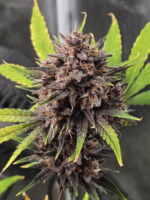 Gorilla Cookies + Frostbanger Autos. Week 11 - Frostbanger 