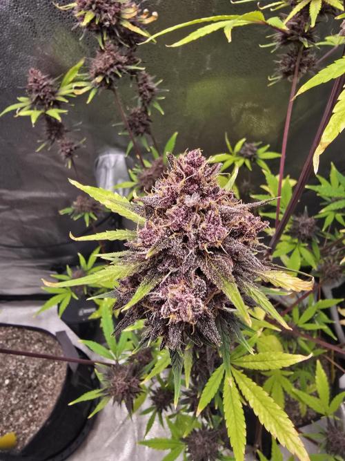 Gorilla Cookies + Frostbanger Autos. Week 12 - About 10% amber trichomes that when I like to chop and she its there 