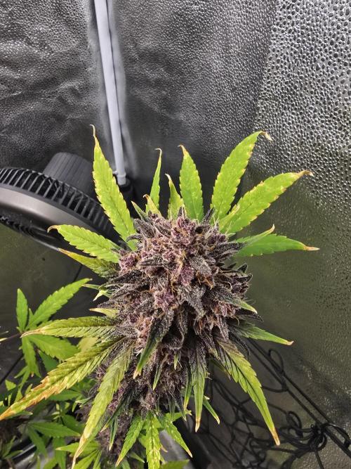 Gorilla Cookies + Frostbanger Autos. Week 12 - She's ready