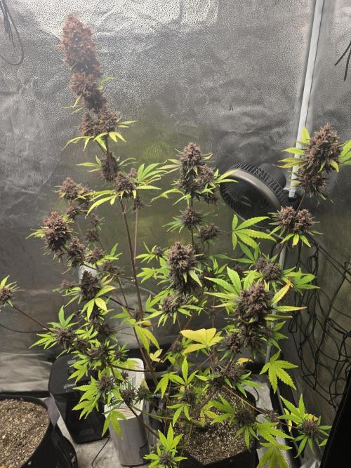 Gorilla Cookies + Frostbanger Autos. Week 12 - Last photo of her before the chop