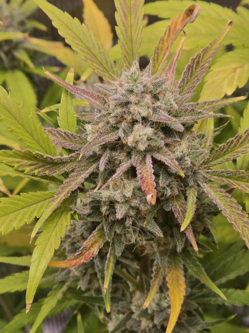 Banana Purple Punch auto. Week 10 - She is finishing up fast.  Really fading now and shes getting frosty 