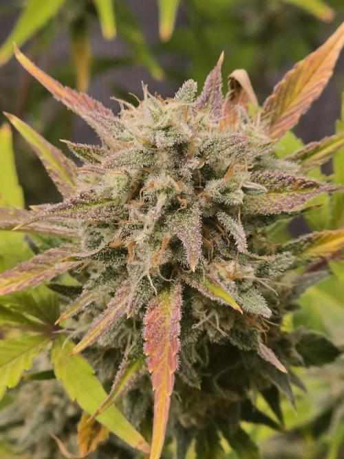 Banana Purple Punch auto. Week 10 - The smell is amazing 