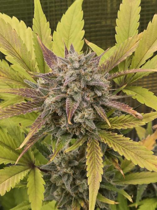 Banana Purple Punch auto. Week 10 - Maybe a week left