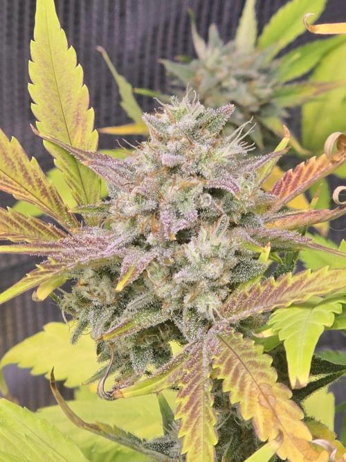 Banana Purple Punch auto. Week 10 - Banana Purple Punch 