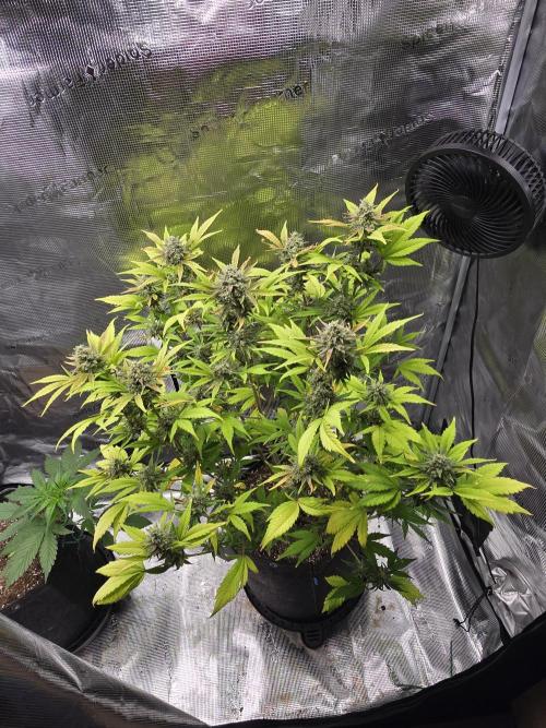 Banana Purple Punch auto. Week 10 - Finishing up strong