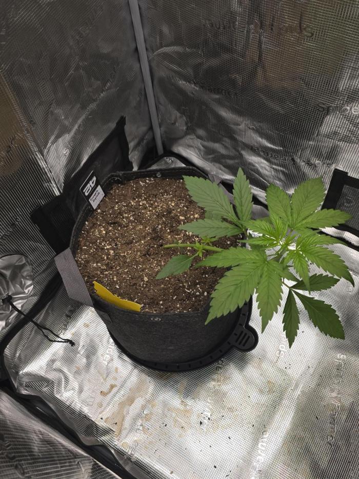 Pineapple Express Auto. Week 4 - She was stretching a little tall so I did some LST and pulled her to the side.