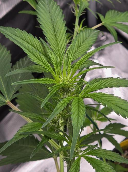 Pineapple Express Auto. Week 5 - Flower has begun 