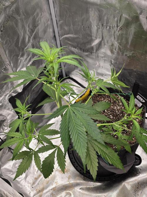 Pineapple Express Auto. Week 5 - Pineapple Express 